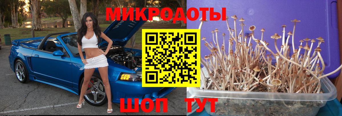 Псилоцибиновые грибы прущие грибы Качканар